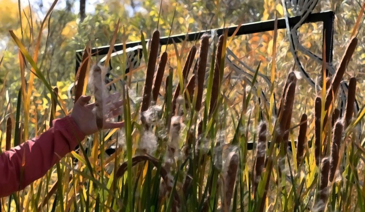 Day_To_Day_Botany_nbuilding a relationship Post, Relationship, Blog