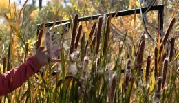 Day_To_Day_Botany_nbuilding a relationship Post, Relationship, Blog