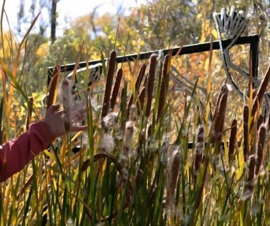 Day_To_Day_Botany_nbuilding a relationship Post, Relationship, Blog