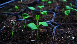 Day_To_Day_Botany_Pomegranate_for_peace Day_To_Day_Botany_Pomegranate_for_peace