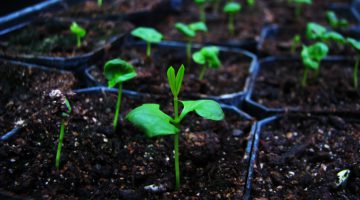 Day_To_Day_Botany_Pomegranate_for_peace