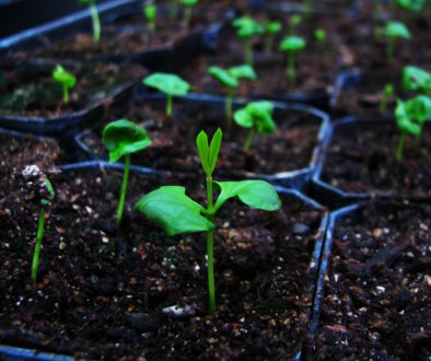 Day_To_Day_Botany_Pomegranate_for_peace Day_To_Day_Botany_Pomegranate_for_peace