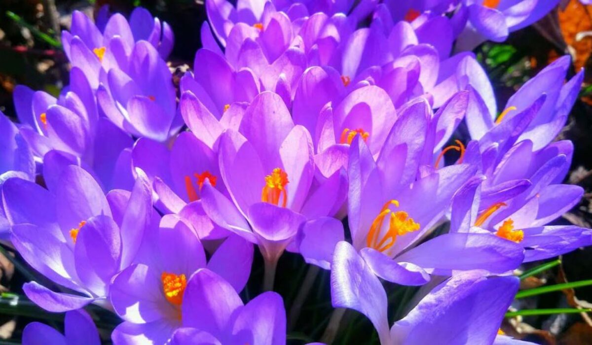 DayToDayBotany_Plants_the_PaintersI_background DayToDayBotany_Plants_the_PaintersI_background