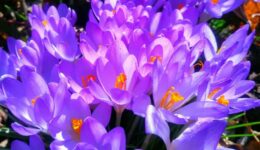 DayToDayBotany_Plants_the_PaintersI_background DayToDayBotany_Plants_the_PaintersI_background