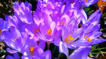 DayToDayBotany_Plants_the_PaintersI_background