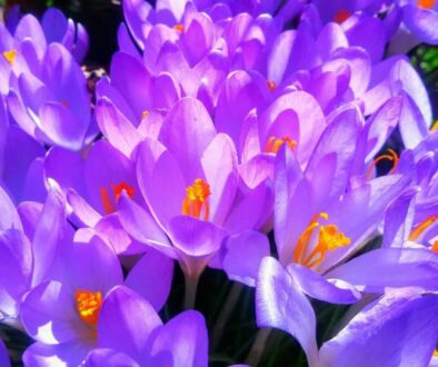 DayToDayBotany_Plants_the_PaintersI_background DayToDayBotany_Plants_the_PaintersI_background