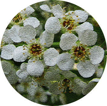 Day_to_Day_Botany_Bloom_30%