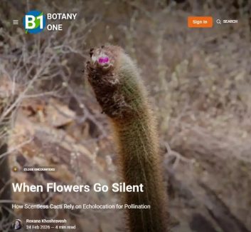 The image shows a cactus in adesert background