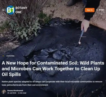 The photo shows an oil seep with native plants living close to it.