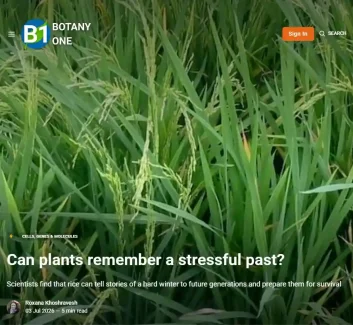 The photo shows a rice farm with green rice spikes.